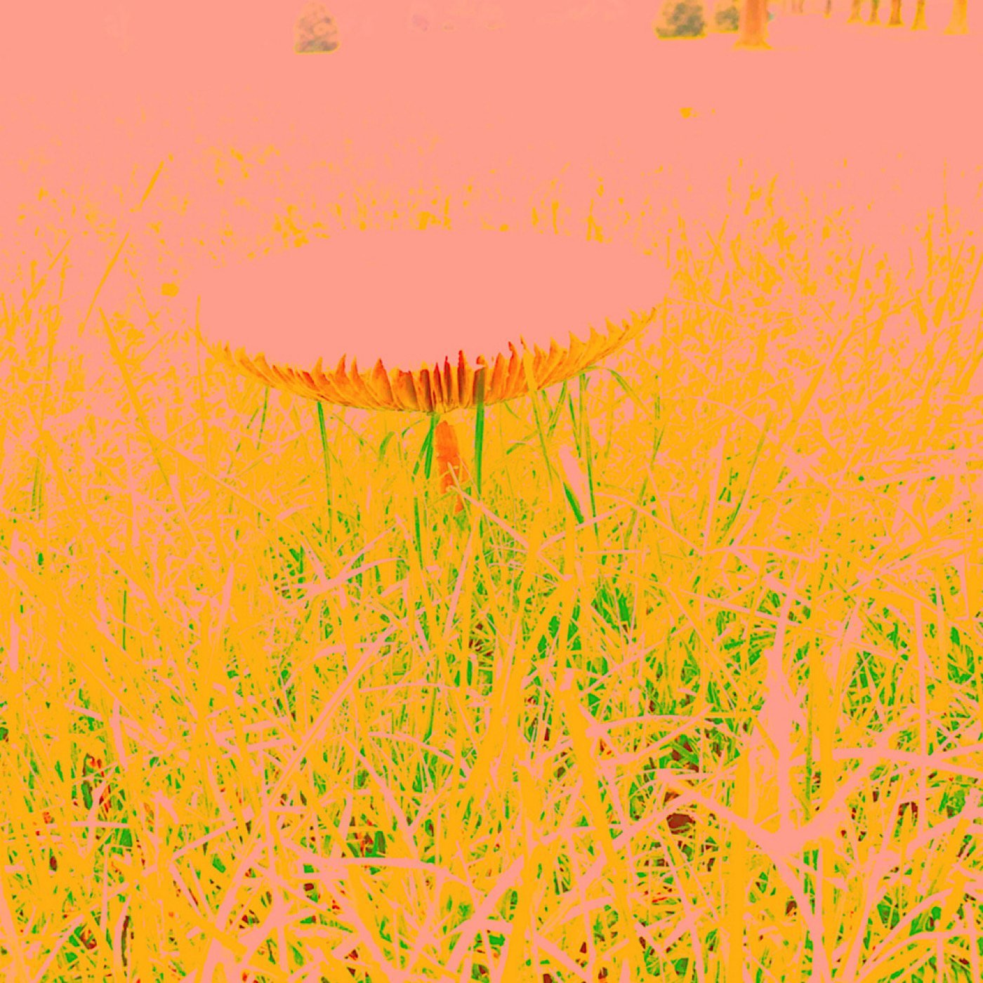A mushroom cap in tall grass, in inverted pink, yellow and green colors
