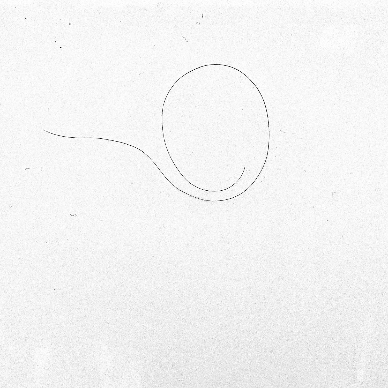A single thin black ink line looping into a curl on white paper