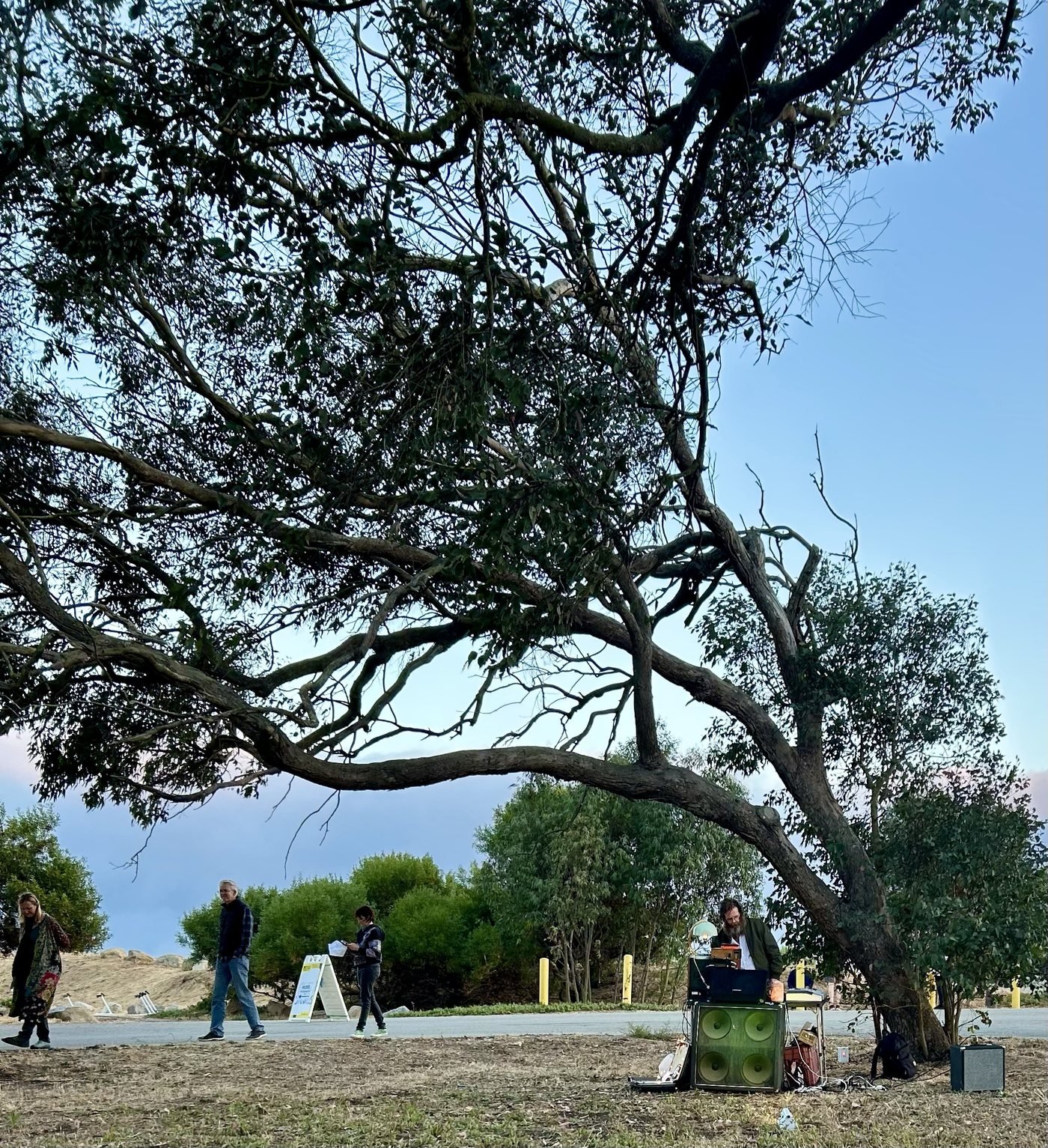 A leaning eucalyptus tree over a path, with a performer and a green speaker cabinet tucked beneath its branches and passers-by walking past